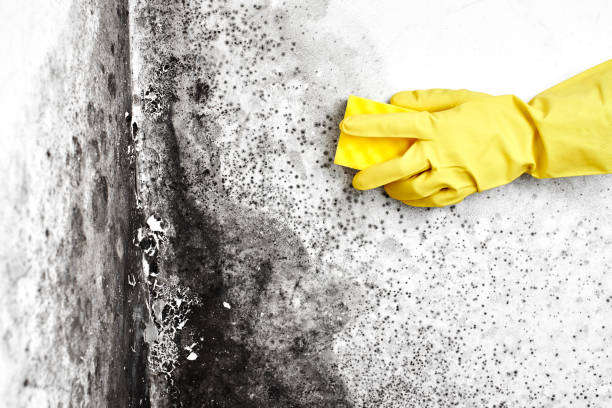 Best Commercial Mold Removal  in South Connellsville, PA