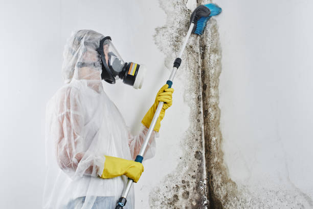 Best Best Mold Removal Companies  in South Connellsville, PA