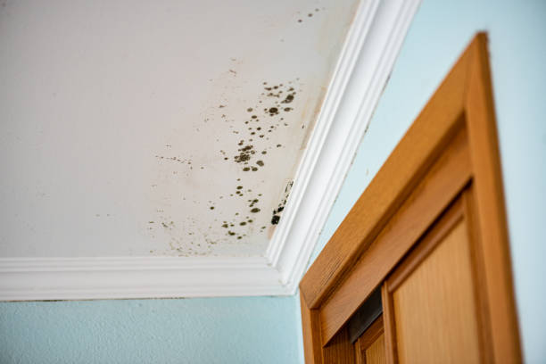 Best Toxic Mold Removal  in South Connellsville, PA
