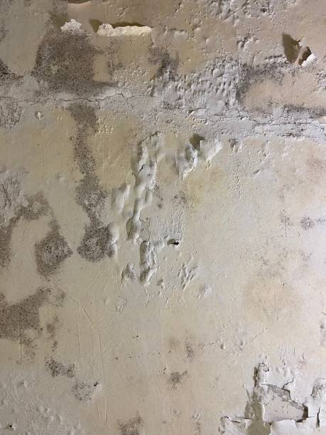 Best Residential Mold Removal  in South Connellsville, PA