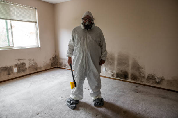 Mold Removal Process in South Connellsville, PA
