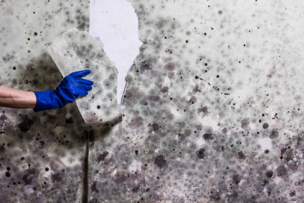 Crawl Space Mold Removal in South Connellsville, PA