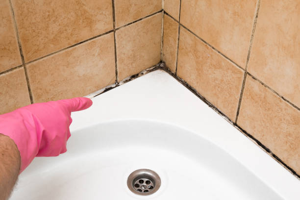 Best Affordable Mold Removal  in South Connellsville, PA