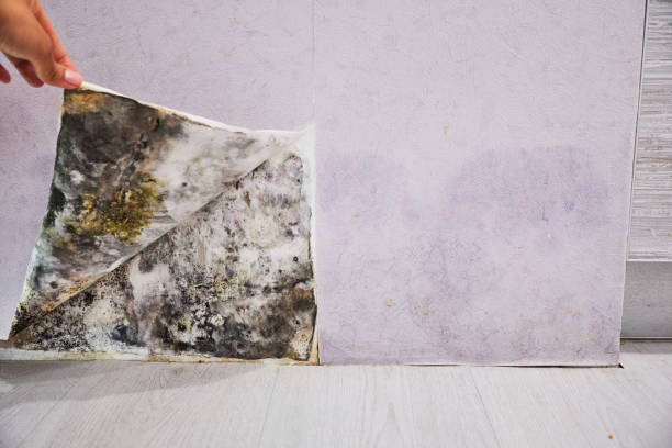 Best Local Mold Removal Service  in South Connellsville, PA